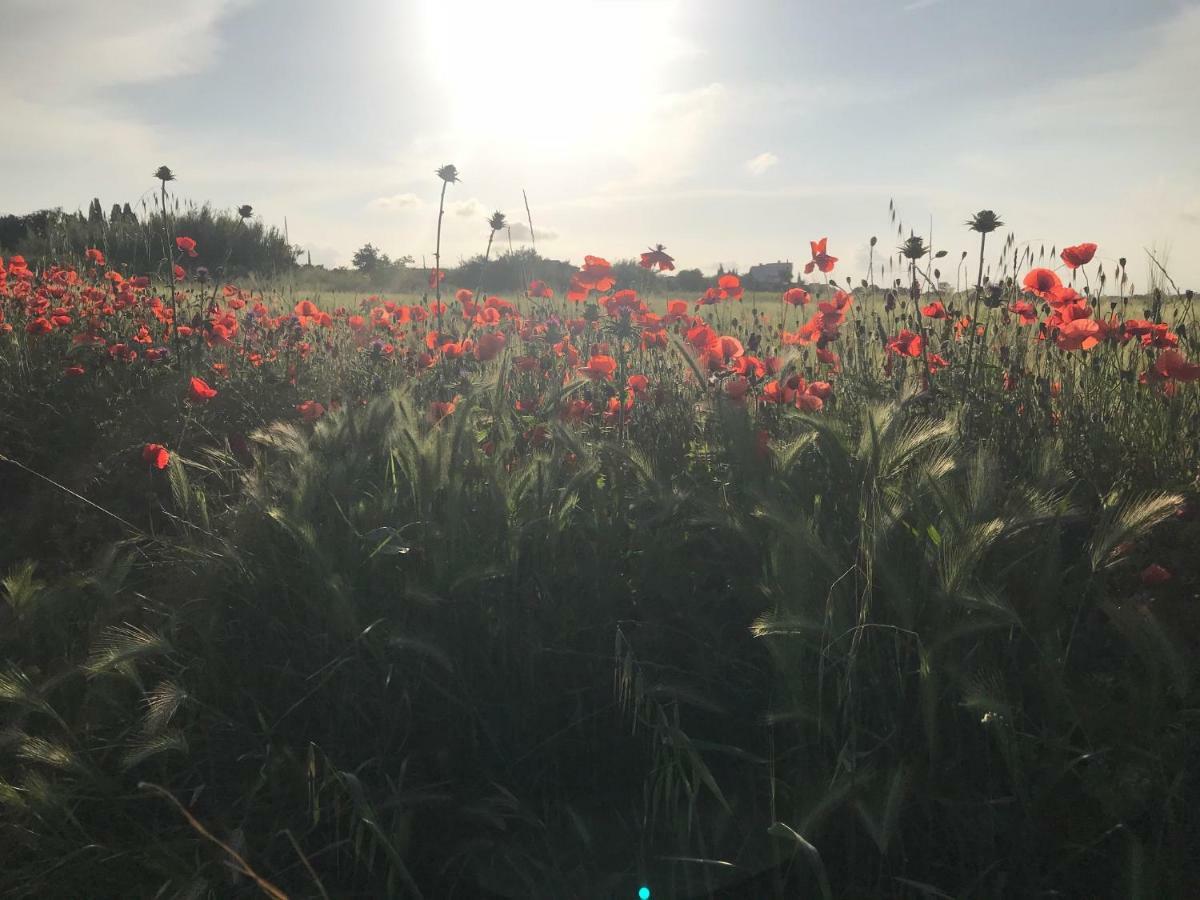 La Jolie Vigneronne Βίλα Marseillan  Εξωτερικό φωτογραφία